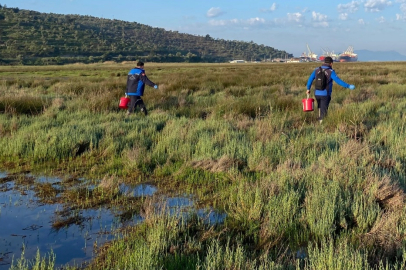 Muğla Büyükşehir'den Güllük'te 60 hektarda ilaçlama