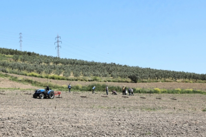 Bursa Nilüfer'den Konaklı’ya 800 zeytin fidanı