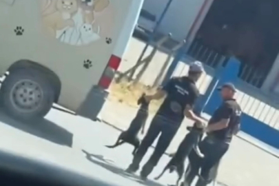 Düzce’de sokak köpeklerinin toplanma görüntüleri sosyal medyada tepki çekti