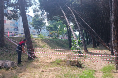 Ordu'da can ve mal güvenliğini tehdit eden ağaçlara müdahale edilecek