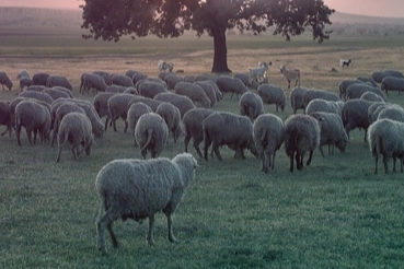 Küçükbaş ve sürü sağlığı ödemeleri artıyor!