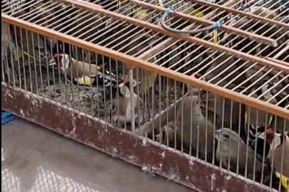 Bursa'da 79 kuş yeniden özgürlüğe kanat çırptı!