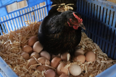 Kocaeli’de hibeli tavuk desteği üreticiye can suyu oldu