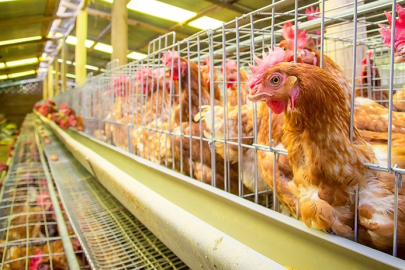Yumurtacı tavukların kafes standardında değişiklik... Mevcut kafes sistemleri 2029'da sona eriyor