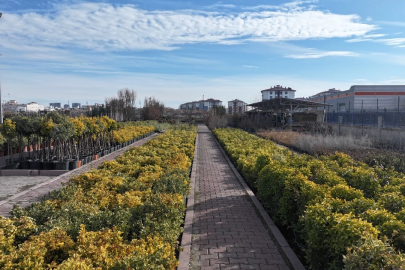 En büyük lojistik üssü fidanlığı Kayseri Kocasinan'da